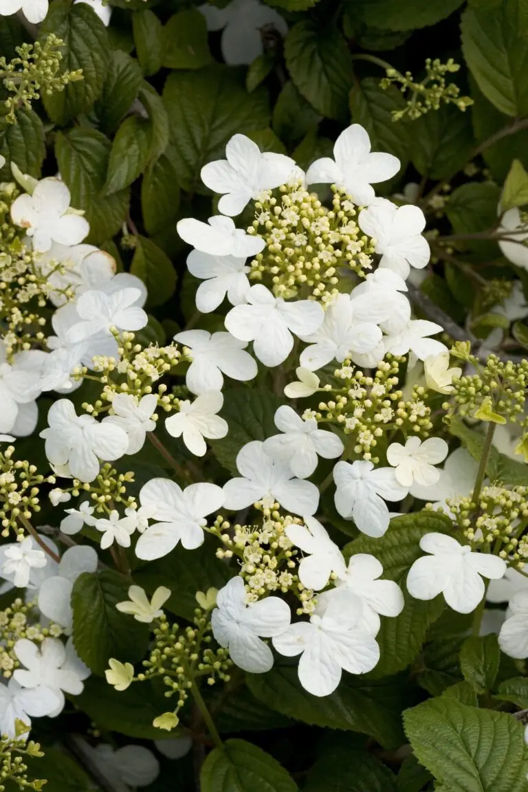 Summer Snowflake