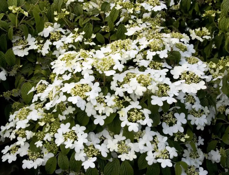 Summer Snowflake
