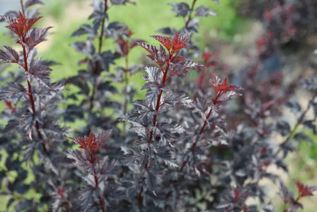 burgundy foliage of summer wine black ninebark plant