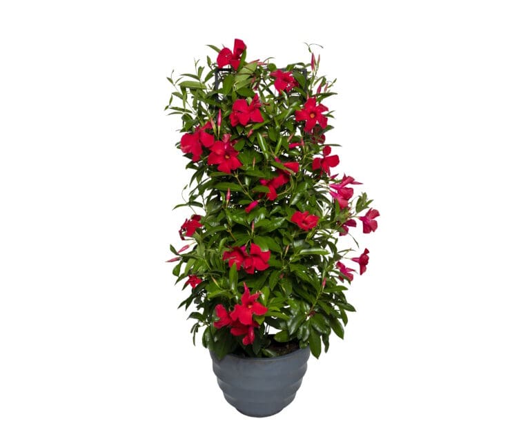 Giant Crimson