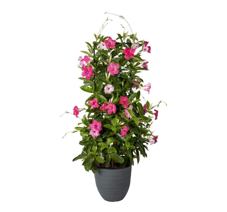 Giant Dark Pink
