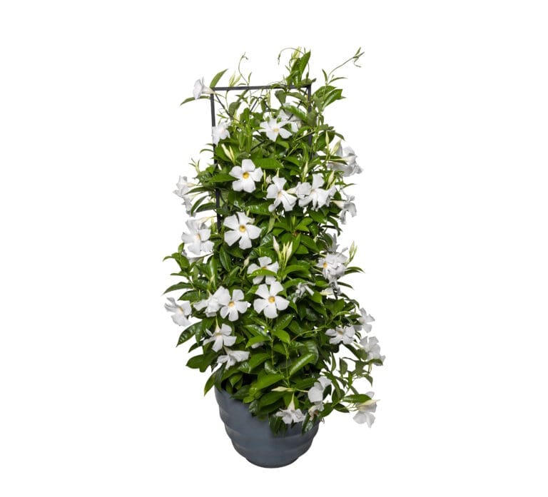 Giant White