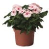 Vinca Titan Apricot