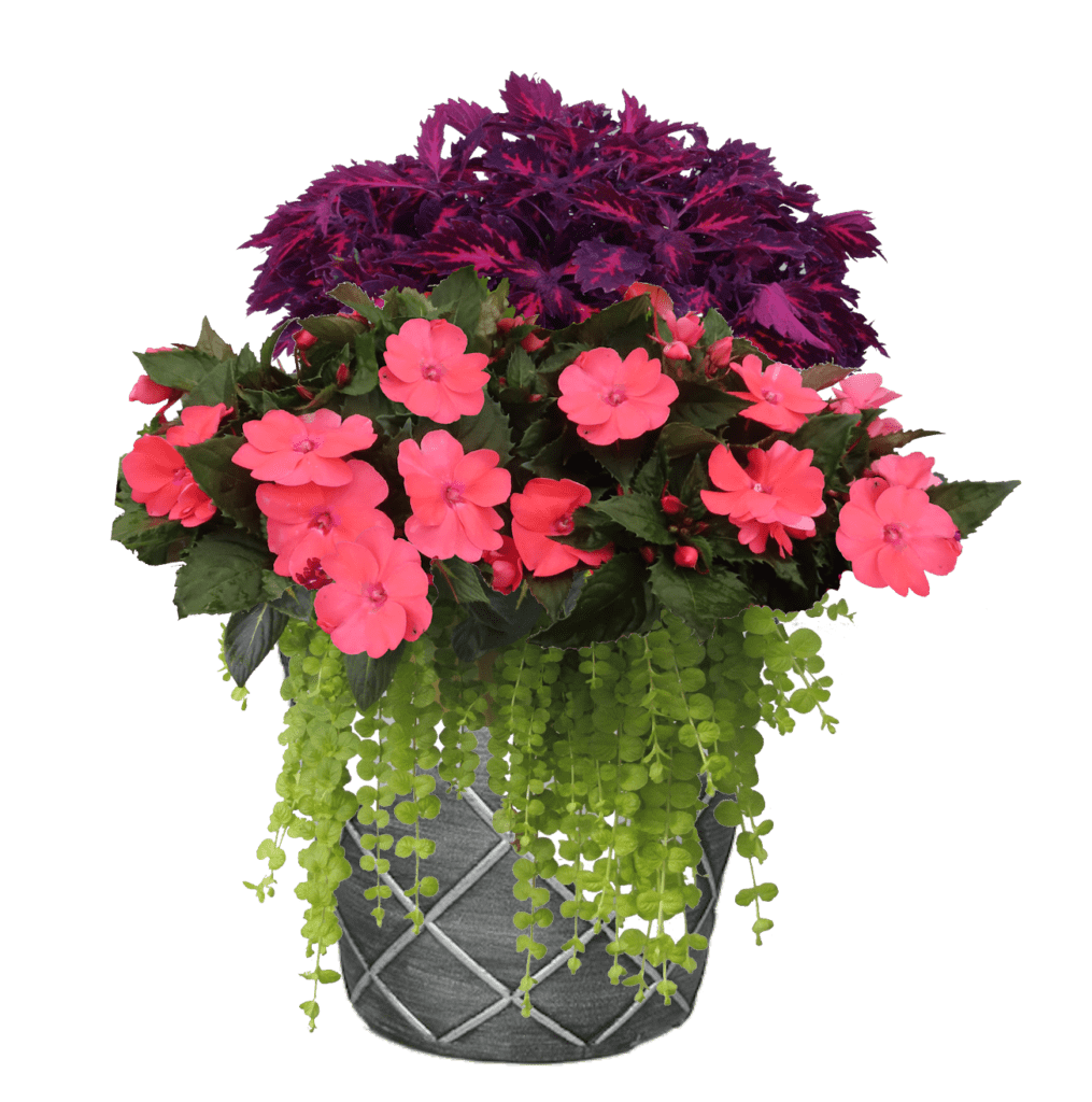 Coleus & SunPatiens Coral Pink mixed flower Planter
