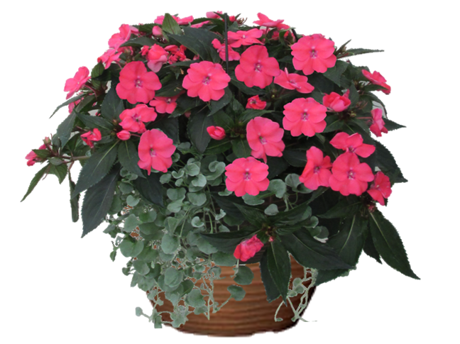 Dichondra