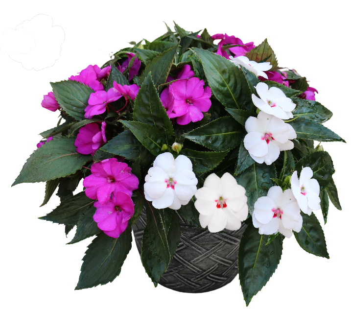 Sweetheart Mix
