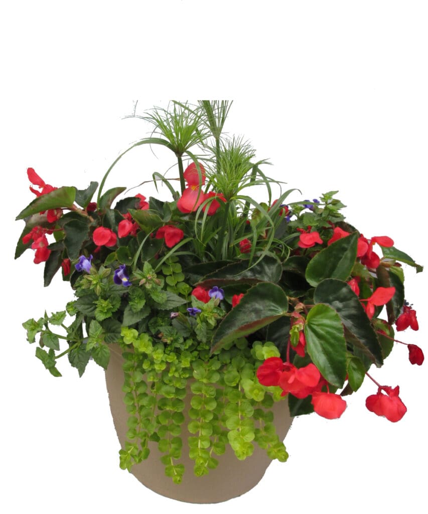 Begonia w/Jenny mixed flower Planter