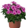 Vinca Sunstorm Deep Lilac