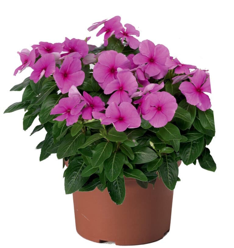 Sunstorm Deep Lilac