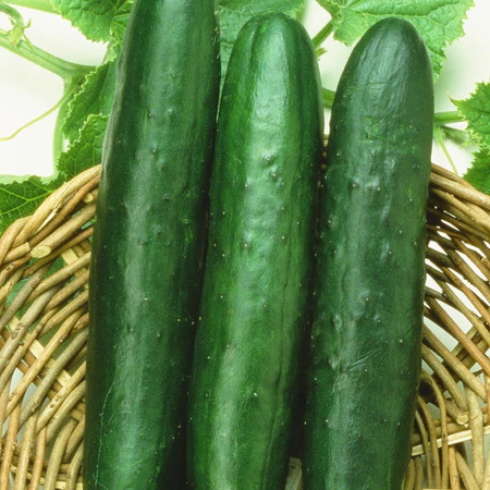 Burpless Cucumber Plants for sale