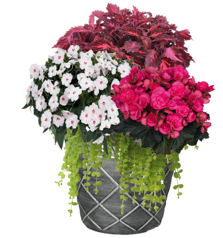 Sweetheart Mix