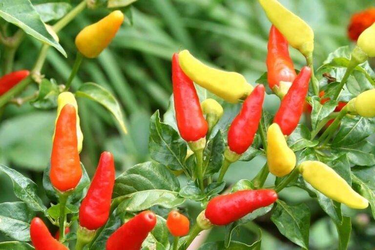 Tabasco