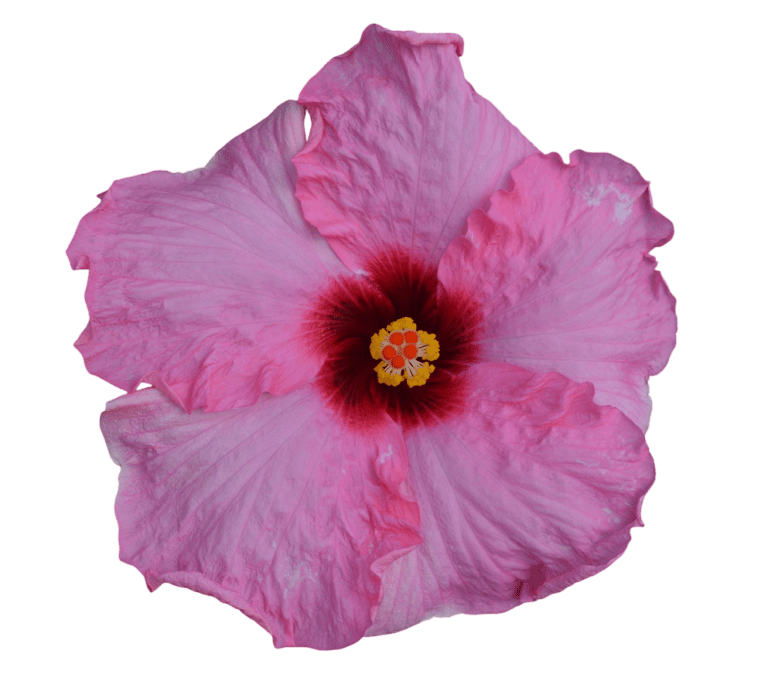 Talk of the Town Flower
