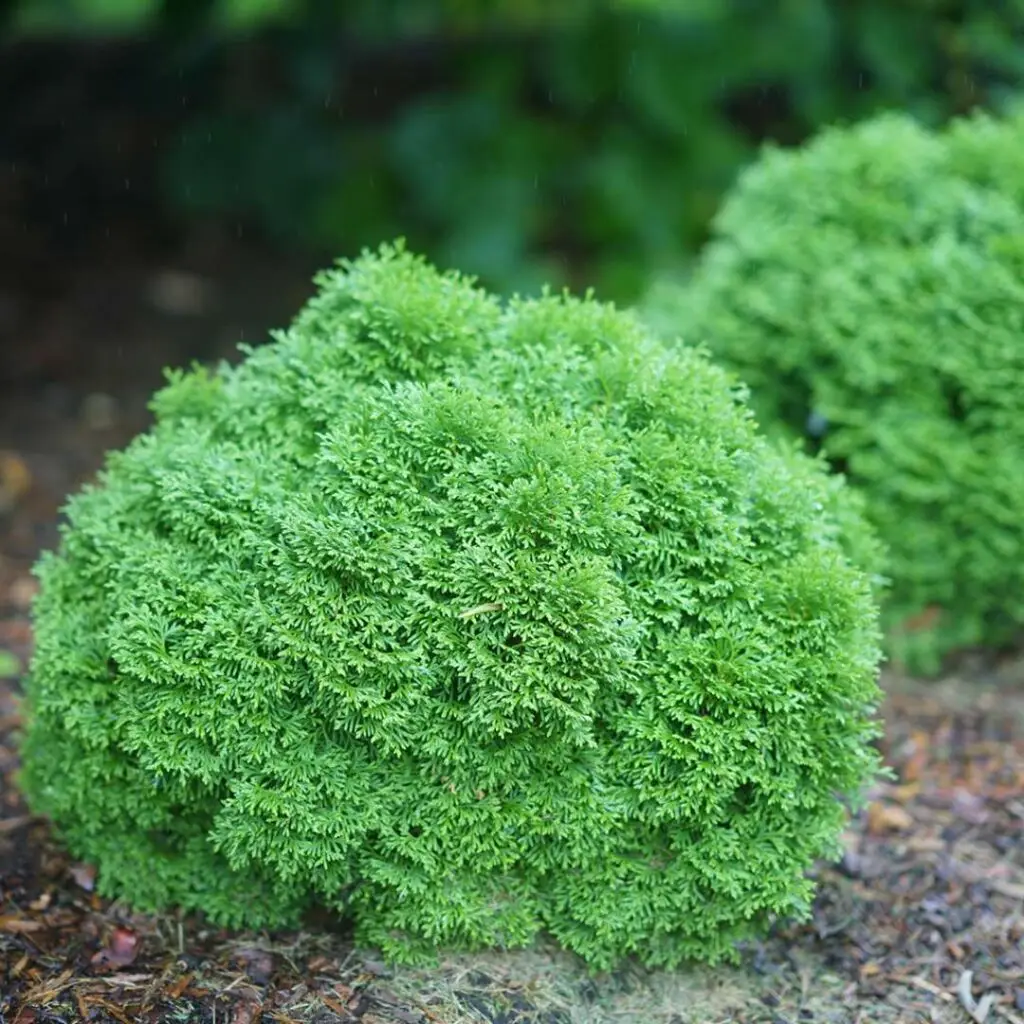 Green Foliage of Tater Tot Arborvitae plant