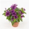 Vinca Tatoo Blueberry