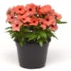 Vinca Tattoo Orange