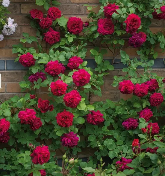 Burgundy flowers of Tess of the Urbervilles David Austin Rose bush