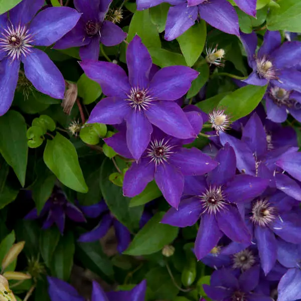 Clematis The President