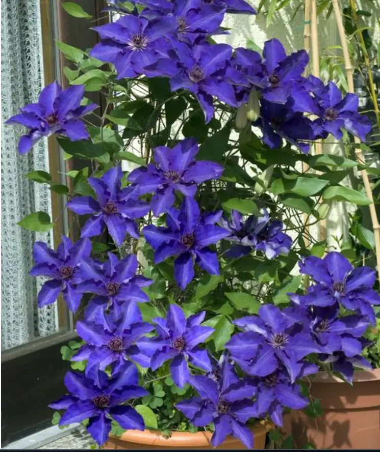 Clematis The President