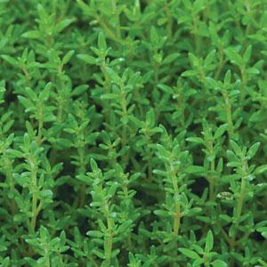 Thyme plants for sale