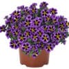 Calibrachoa Tik Tok Blue
