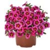 Calibrachoa Tik Tok Rose