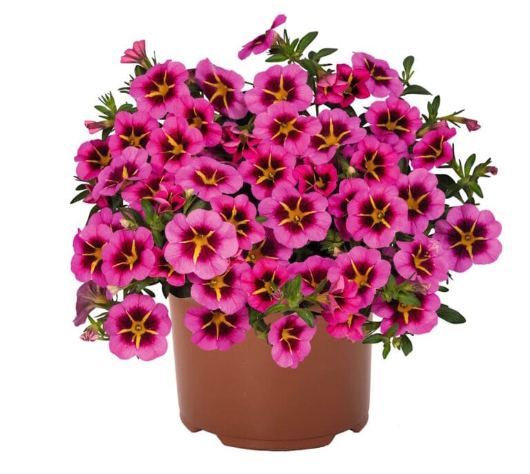 Tik Tok Rose