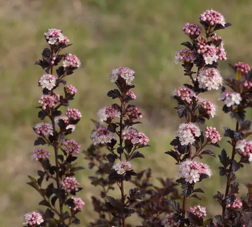 pink flowers of tiny wine ninebark bush
