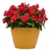 vinca Titan Dark Red