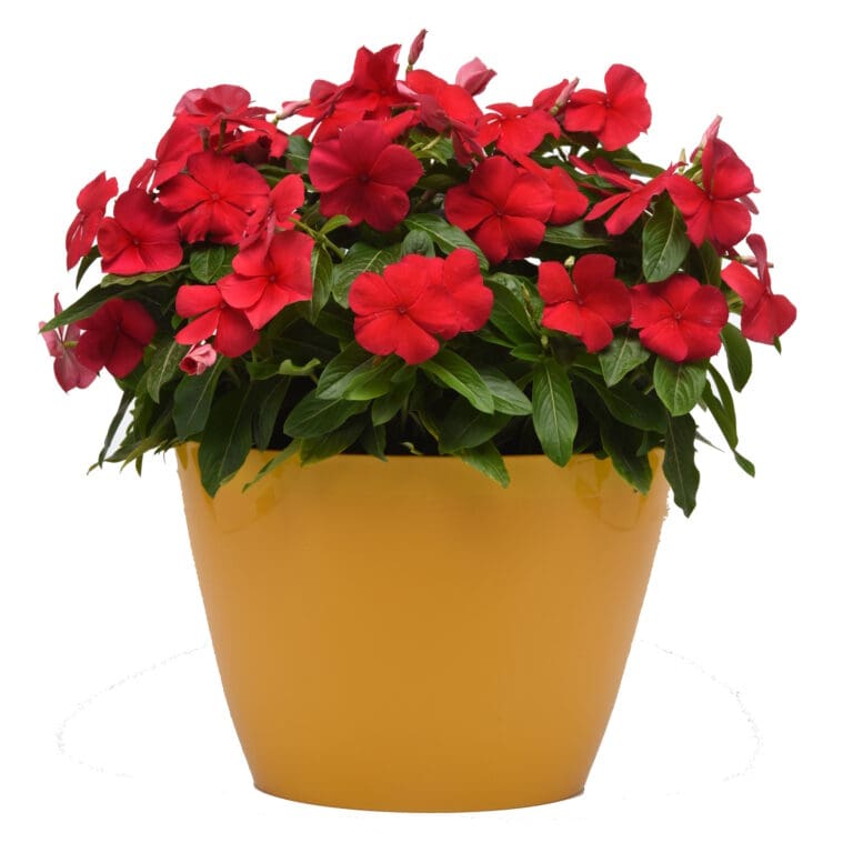 Titan Dark Red