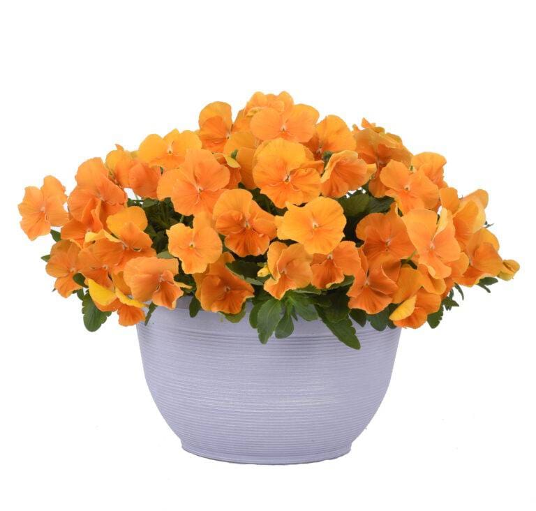 Top Wave Orange
