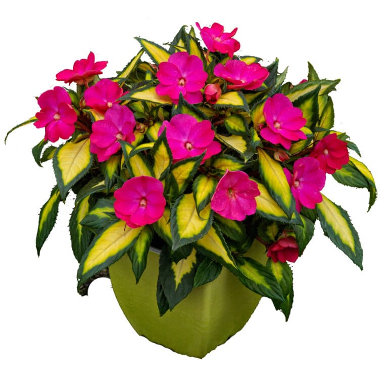 Tropical Rose