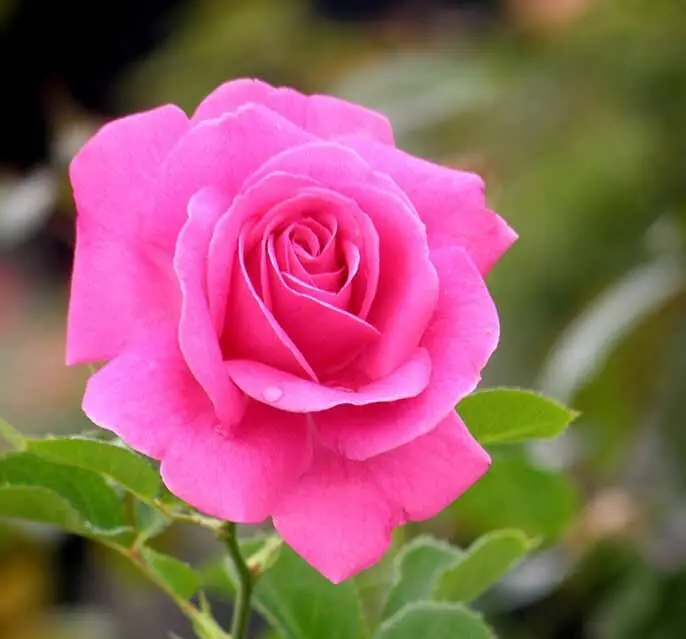 pink flowers of true gratitude true bloom rose plant