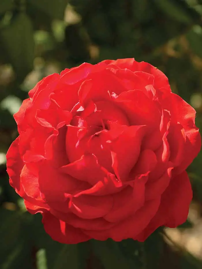 red flowers of true passion true bloom rose plant