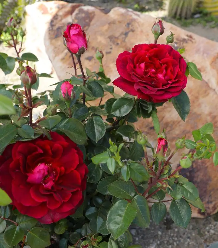 red flowers of True Spirit True Bloom Rose