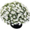Calibrachoa Uno White