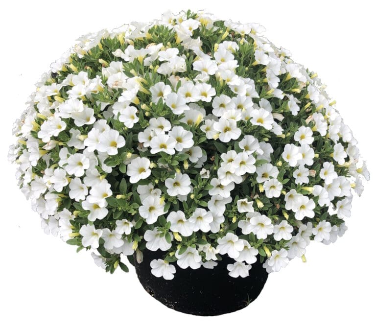 Uno White
