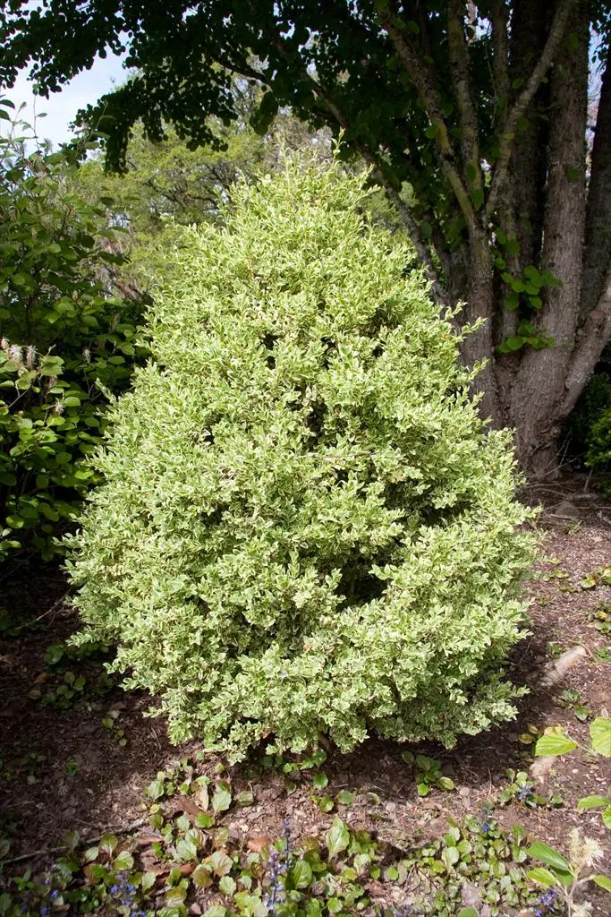Variegated