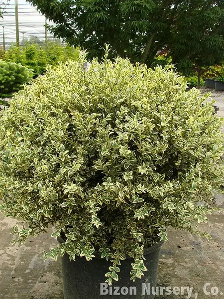 variegated Foliage of variegated Boxwood plant