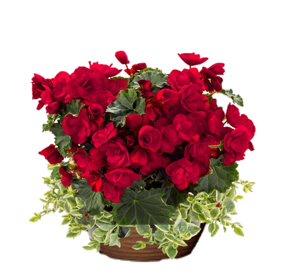 Begonia Vermillion Red w/Mezoo Hanging Basket