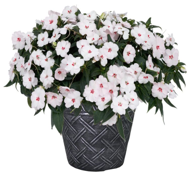 Sweetheart White