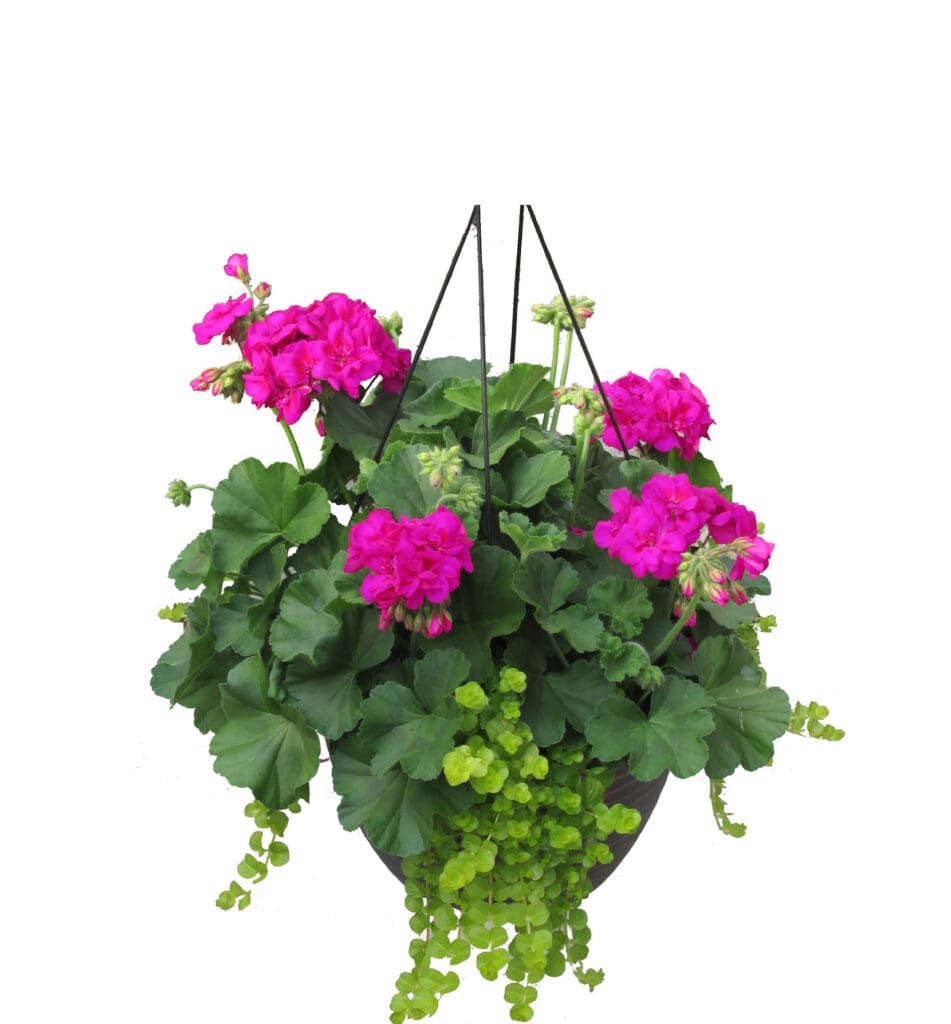 Geranium Violet w/Jenny Hanging Basket