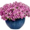 Supertunia Vista Bubblegum