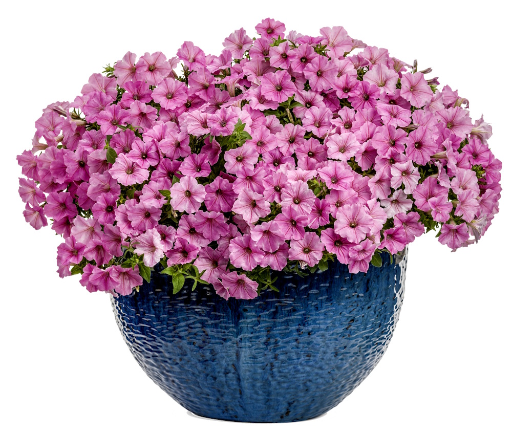 Supertunia Vista Bubblegum