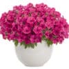 Supertunia Vista Fuchsia