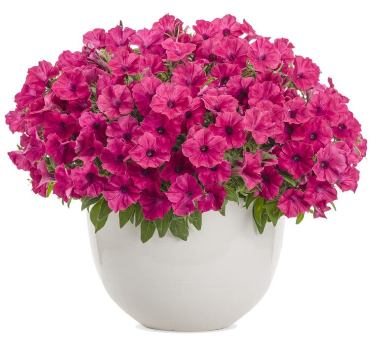 Vista Fuchsia