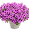 Supertunia Vista Jazzberry