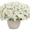 Supertunia Vista Snowdrift