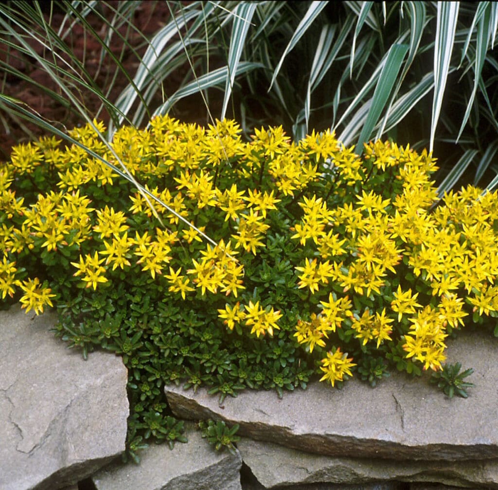 Creeping Weihenstephaner Gold Sedum