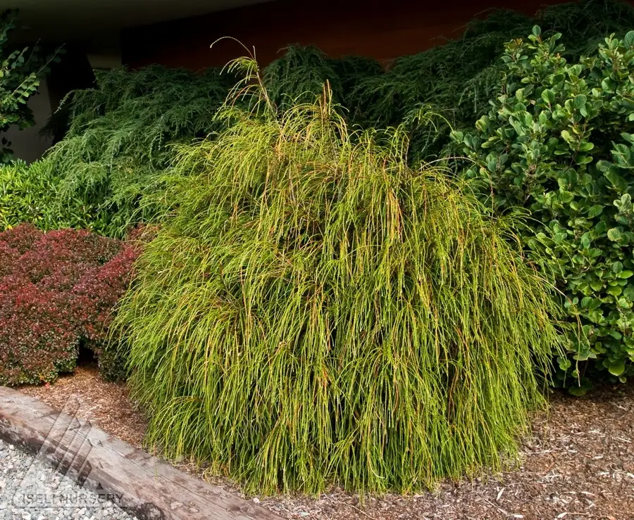 Green Foliage of Whipcord Arborvitae plant